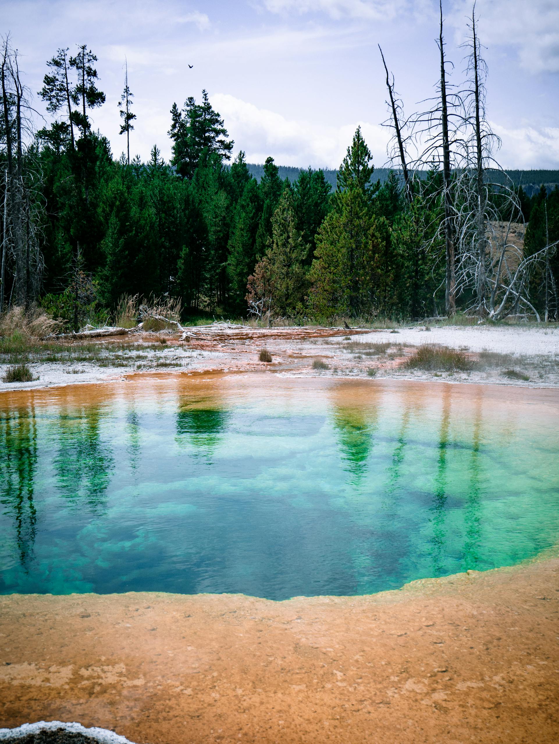 Stunning view of a colorful geothermal pool surrounded by lush forest in Yellowstone National Park.