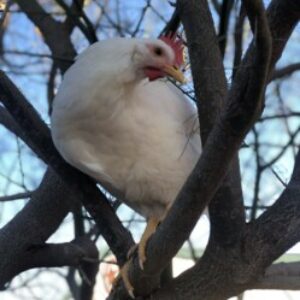Profile photo of staronesta