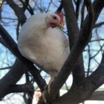 Profile photo of staronesta