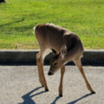 Profile photo of srbin1553